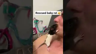 RESCUED BABY RAT 🐀🥰