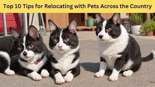 Top 10 Tips for Relocating with Pets Across the Country