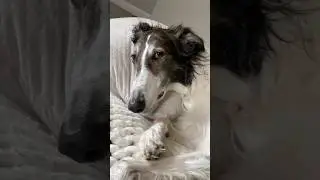 #sideeye #borzoi