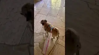 Abby the pug!