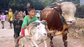 ЗАБАВНЫЕ ДЕТИ, ИГРАЮЩИЕ С ЖЕРТВЕННЫМИ КОРОВАМИ И КОЗЛАМИ ‼️🔥🔥🔥