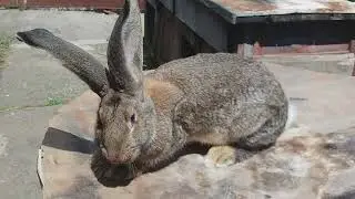 Femele pt matca diferite linii de sange