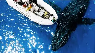 TOP 10 💥 Our Best, Funniest and Cutest Animal Videos of Spring 🎬  Animal Hollywood 🐧