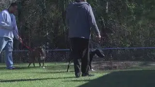 Teaching Animals and Inmates Life Skills (TAILS)