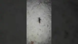 Pheidole kolonie gegen schabe?