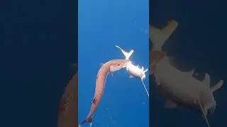Barracuda Attacks Right in Front of My Face! #spearfishing 🎥IG@brins_fishing