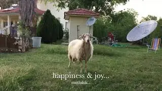 HOW TO ADAPT NEW SHEEP &LAMB TO THEIR NEW HOME!:) Sheeps coming home! Koyun ve kuzumuz eve geliyor!
