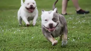VENOMLINE | BULLS ON PARADE