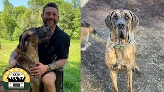 A five year update on one of our biggest dogs who has the biggest heart, Roger! | The Asher House