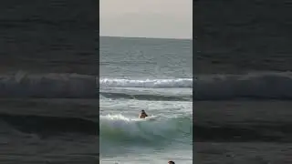 Surfing with dog #travel #ocean #nature #dog #surfer