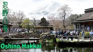 Oshino Hakkai - Top things to do around Fuji  忍野八海 - japan Walk video |#4k#忍野八海 #富士山 | Explore Japan