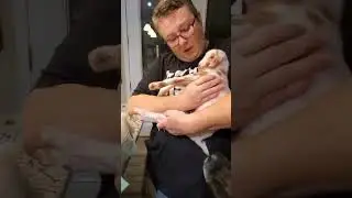 One Day Old Premature Goat Buckling