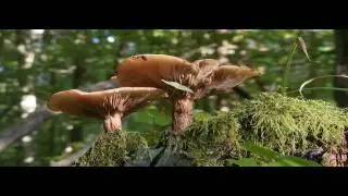 A day in my Forest - EnvironmentalAtlas.net