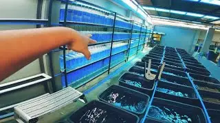 Guppy Farm 2 Update | Part 6 + ( UnderWaterShots )