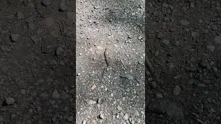 Nope Rope not to be confused with a Danger Noodle #snake #hiking #nature  #visitor