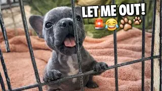 Cage Escape Emergency 🚨 Tiny Frenchie Wants Out 😂🐾