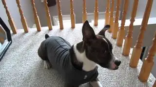 Training Turbo! Treinando cachorro Turbo!