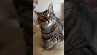 My cat Mystra looking glamorous while asking for treats