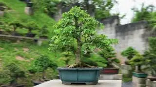 Acer Tridente - 23 anos - 60cm - RG: 3311