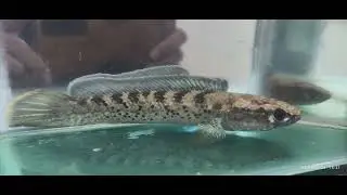 Channa stewarti, Captive Breed Vs Wild Caught