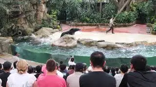 SINGAPORE ZOO SEA LION SHOW SINGAPORE