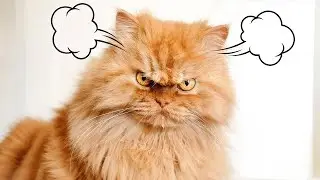 14 Things Cats HATE (#2 Might Surprise You)