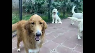 Unlock Your Dog's Potential with Socialization Training @BalancedObedience