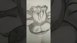 A Lilly #imadeit #graphitedrawing #sketching #shorts #trending #sketchftheday #mahru