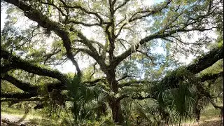 History and Nature Hike at Cypress Creek Preserve
