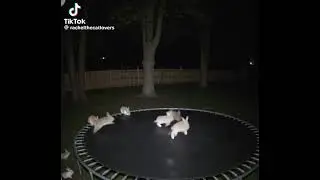 Bunnies on the trampoline!!!That trampoline is seriously fun #bekind #happybunny #jumpingrabbit
