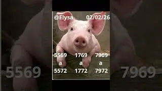 Palpites da Elysa