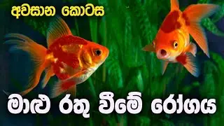 මාළු රතු වීමේ රෝගය ( අවසාන කොටස ) | Malu rathu wime rogaya ( Part 2 )