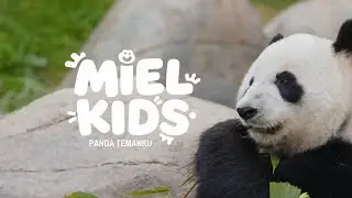 Panda Temanku- Lagu Anak dan Balita Indonesia | Original Song - Miel Kids