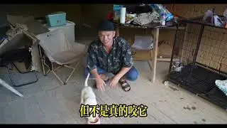 幾十天前預訂的拉布拉多小狗到貨了。開車到廈門接小狗回來，以後有小狗陪伴我流浪了
