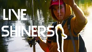 Using Live Shiners To Catch Fish!