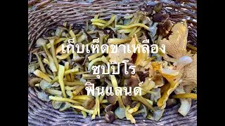 เก็บเห็ดขาเหลือง ซุปปิโร วาเวโร ฟินแลนด์