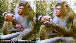 Excited Luna Let Orphan monkey Royston visit her baby Luno Today.
