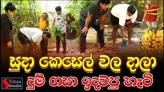 සුදා කෙසෙල් වල දාලා දුම් ගසා ඉදවපු හැටි SUDAA STUDIO
