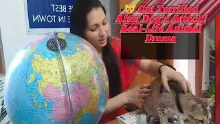 😿 Cat Terrified After Dog&rsquo;s Attack! Real-Life Animal Drama #@mylifesvlogsdrpriyanka #viral #trending