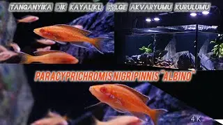📽Paracyprichromis Nigripinnis 