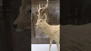 Дарвиновский музей. Семейство оленевых. Микроэволюция/ Darwin Museum (Moscow)/ Devlet Darwin M&uuml;zesi
