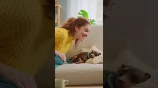 pinscher n&atilde;o  gosta carinho #funny #petsfofinhos #pitbull #pets #puppy