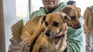Local animal rescue to open free vaccine clinic with low-cost spay neuter access
