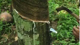 Kautschuk Ernte