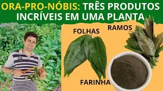 ORA-PRO-NÓBIS! COMO COLHER E FAZER A FARINHA CASEIRA. TRÊS PRODUTOS INCRÍVEIS EM UMA PLANTA (Ep49)