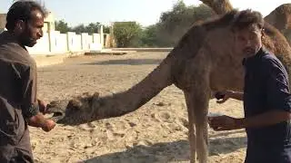 Camel baby Farming ||Camel Survival at Thar Desert