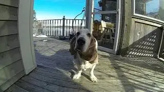 Basset hound - Slow Motion