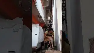 Petshampoo liget na mabango at nakakatanggal nang mabahong Amoy nang mga. Aso KO🐶