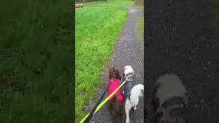 Walking our dogs in Axminster Devon #dog #walking