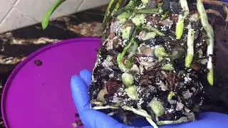 Snow mold in orchid pot. Decaing media? overwatering?Changing media for my cattleya.